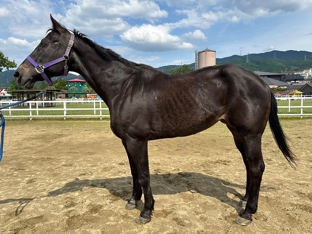 No.1201 Chex Baila Bien ♀