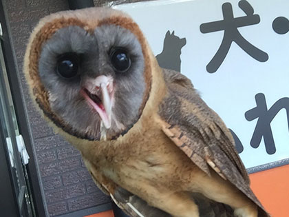 猛禽類