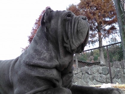 世界一怖い顔の犬一般公開中 ワールド牧場 大阪府南部のふれあい動物園