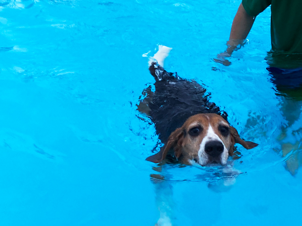 「愛犬と一緒に泳ごう」開催！