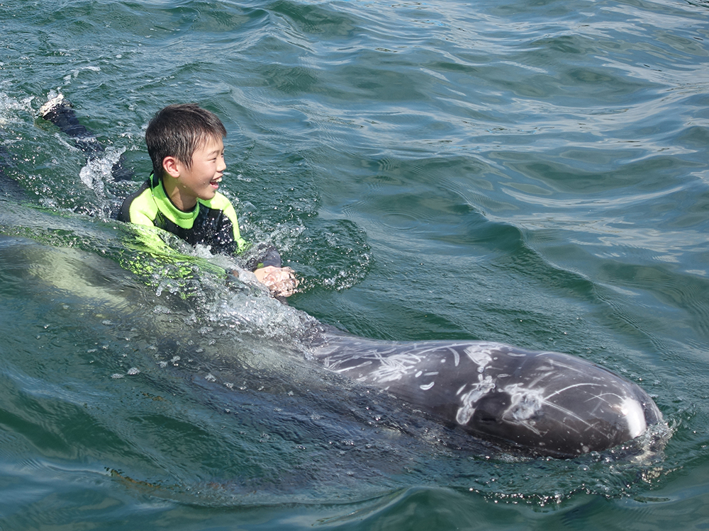 イルカ・クジラとスイミング