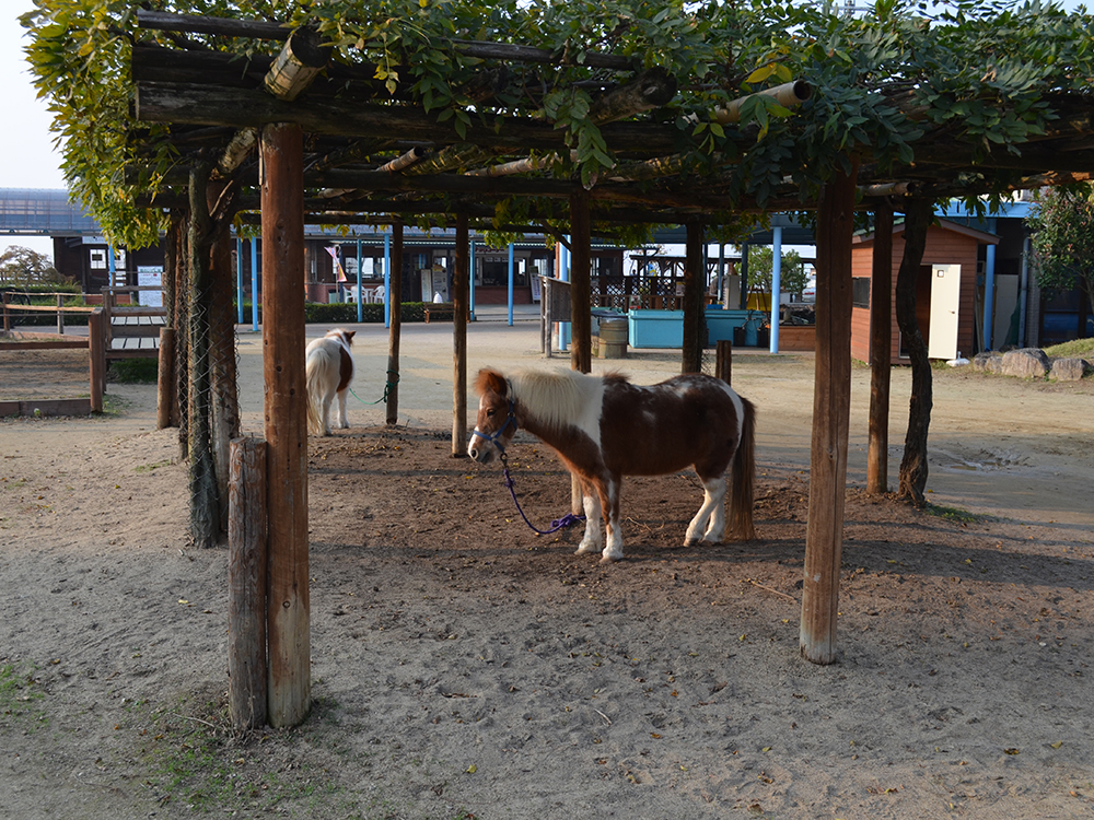 ミニチュアホース ポニーの飼育方法 ワールド牧場 大阪府南部のふれあい動物園