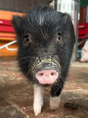 マイクロブタの販売