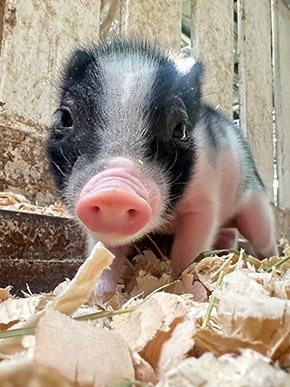 マイクロブタの販売