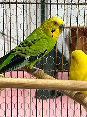 セキセイインコの里親