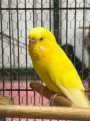 セキセイインコの里親