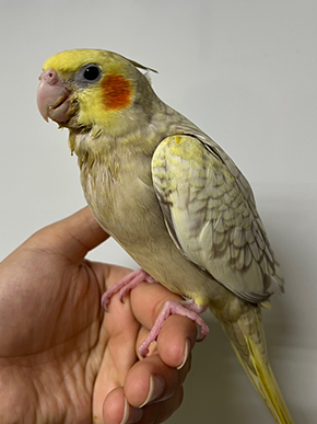 手乗りオカメインコの販売