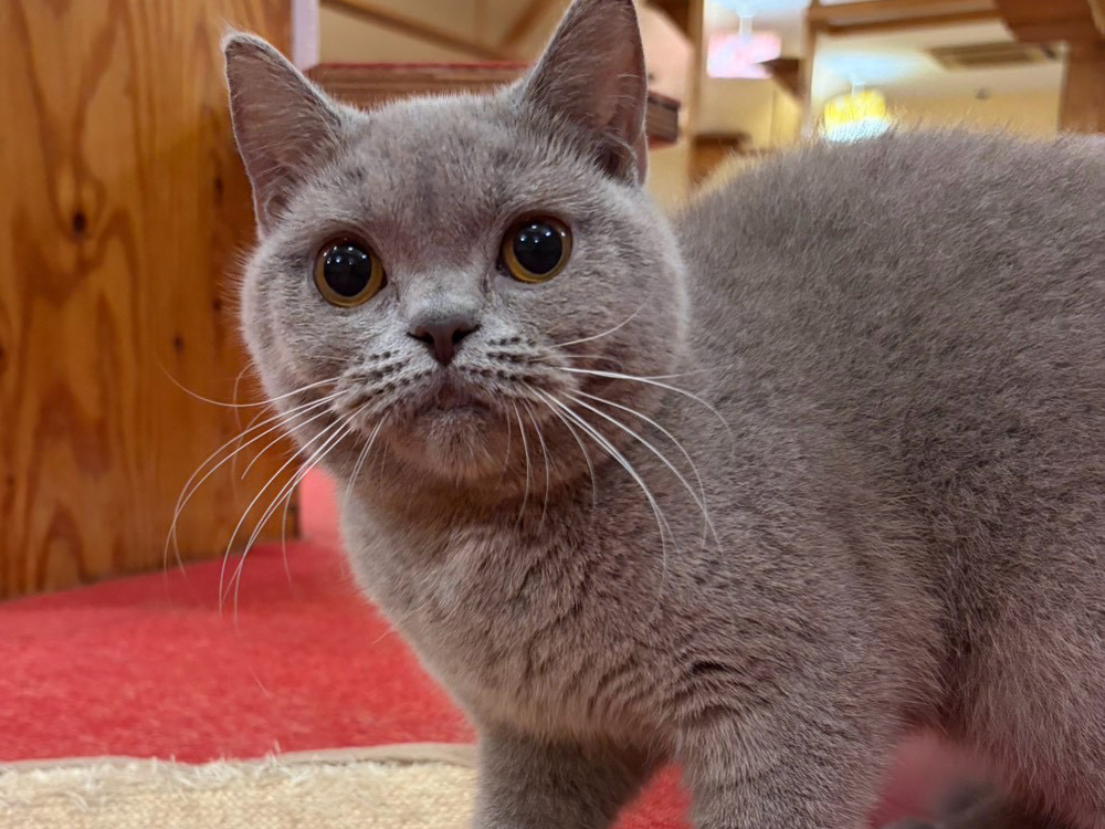 ミックス