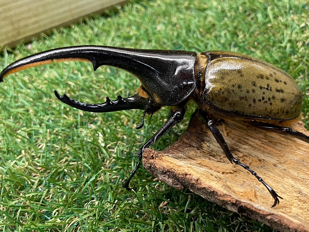 ヘラクレスオオカブトがやってくる
